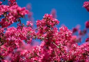 Presidential Event in Lehigh Valley, PA