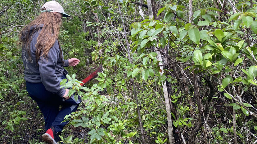 From Digital Maps to Real-World Impact:  A First-Year Student's Bahamas Research Adventure