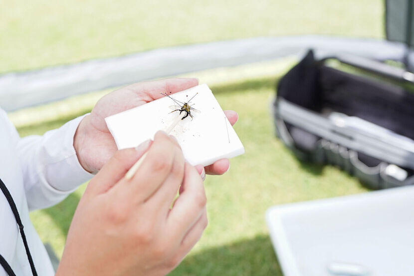 #SoaringToSuccess: How Rachel Bortnick Took Flight in Bee Science