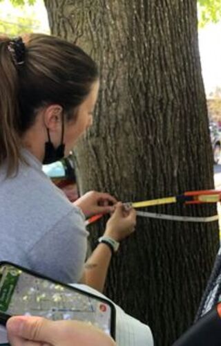 A student measures a tree trunk as part of a tree survey.