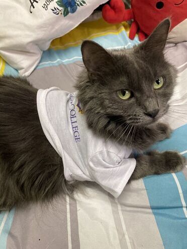 Cat in an Elmira College shirt